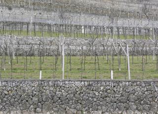 In the vineyards
