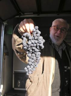left hung out to dry: John Salvi MW models the latest in amarone wear