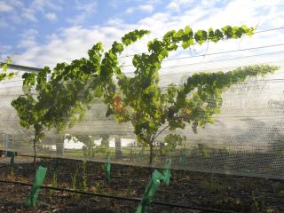 netted vines in Marlborough